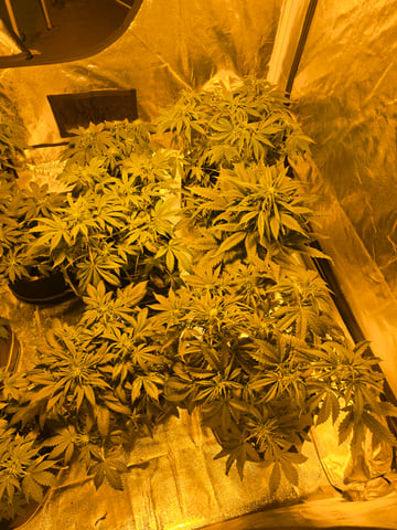 2nd Autoflower Indoor Grow — flower, day 41