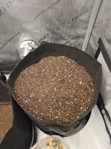 Pull my finger and Mowie Wowie — grow_setup, day 1