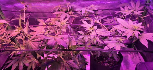 basement grow — flower, day 57