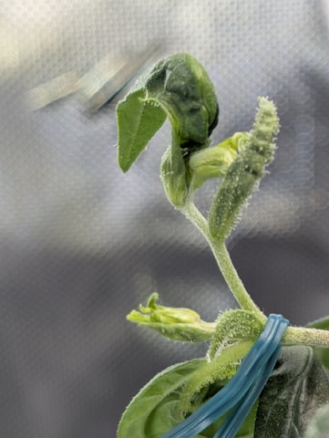C99 CloneWars! — vegetative, day 4
