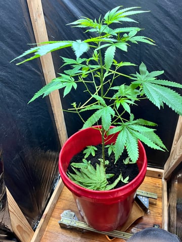 My Devine Conscious  — vegetative, day 100