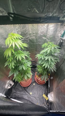 Tangie — vegetative, day 44