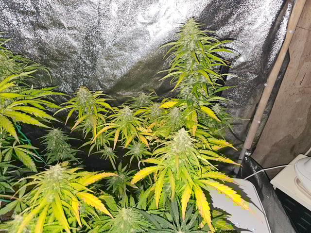 Cheshablue  — flower, day 46