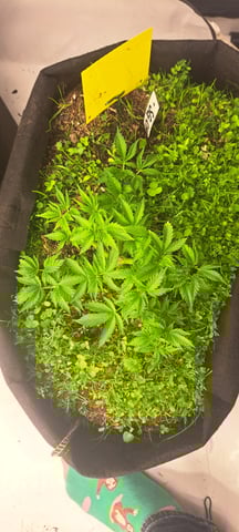 First Grow with the new setup  — vegetative, day 36