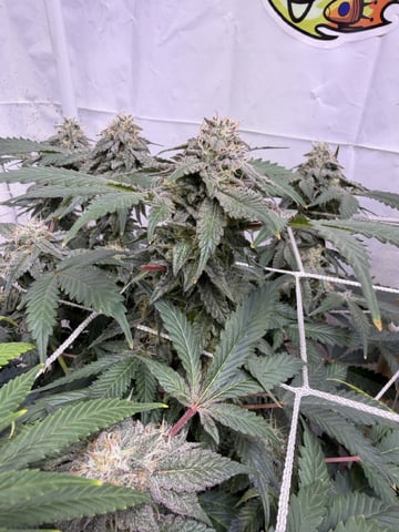 Indoor Grow  — flower, day 183