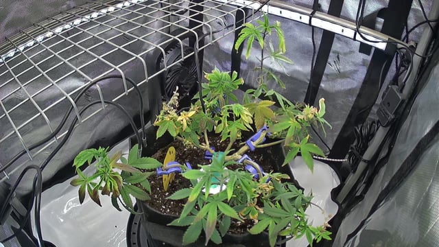 Platinum Kush AUX — grow_setup, day 1