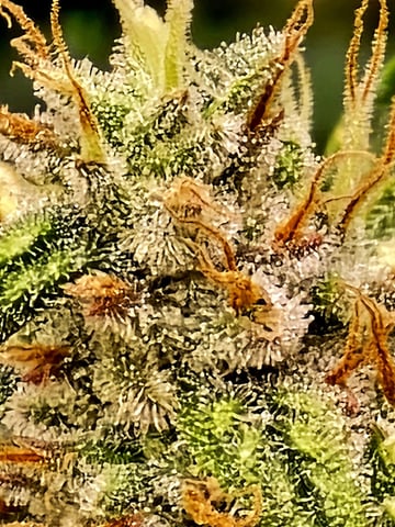 (4)autos  — flower, day 65