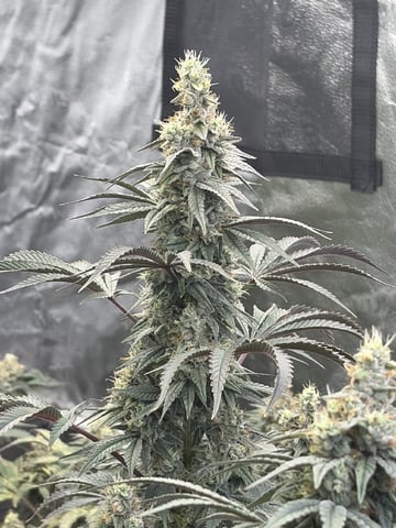Humboldt, Hella Jelly. Jelly Donut  — flower, day 88