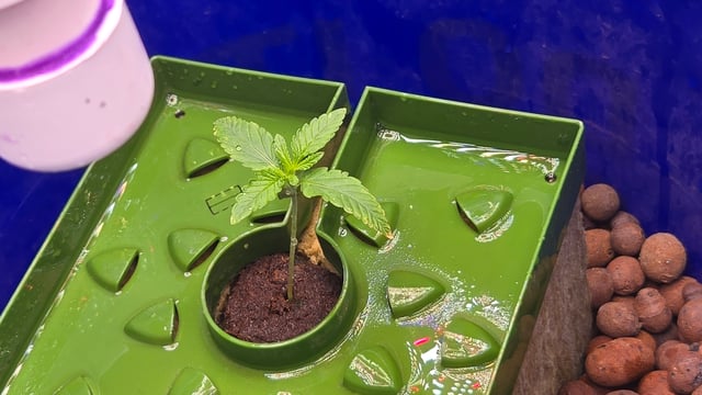 Fastbuds Autoflower Run — vegetative, day 15