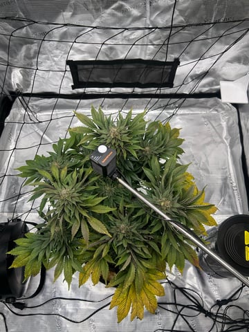 2025-26 harvest INDOOR — flower, day 140