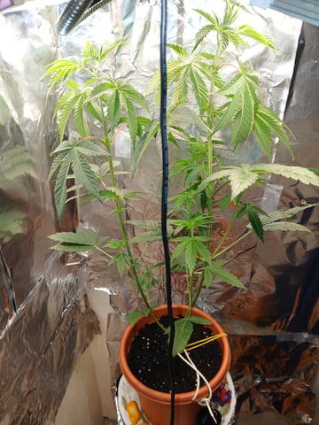triangle kush  — vegetative, day 2