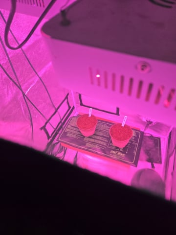 1st Ever Grow — germination, day 4