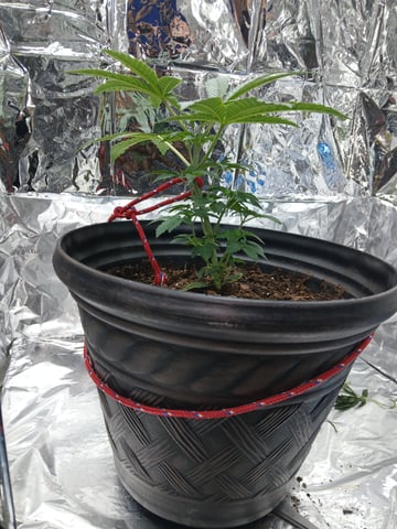1st Grow — vegetative, day 18