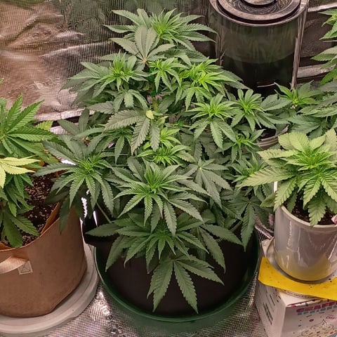 TentPlantLightFan — vegetative, day 53