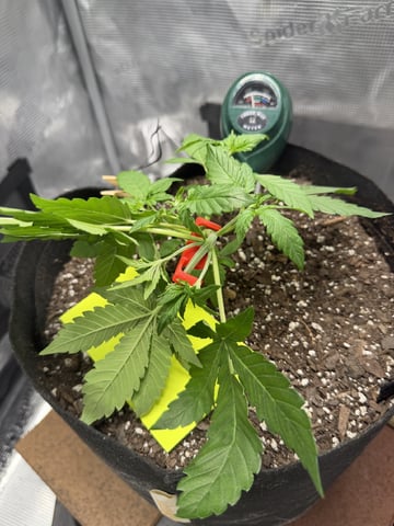 Gorilla Cookies 2nd Try — vegetative, day 32