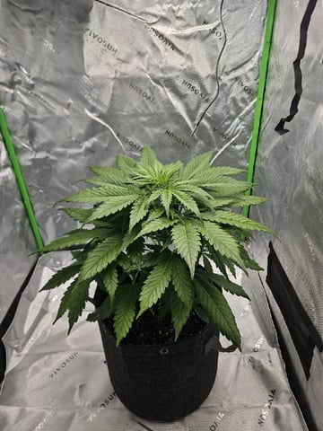 Gorilla Z auto — flower, day 50