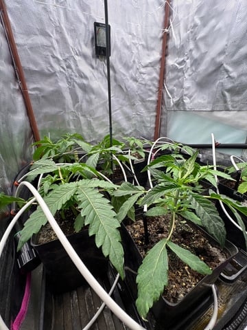 Grow #2 2x2x4 — vegetative, day 31