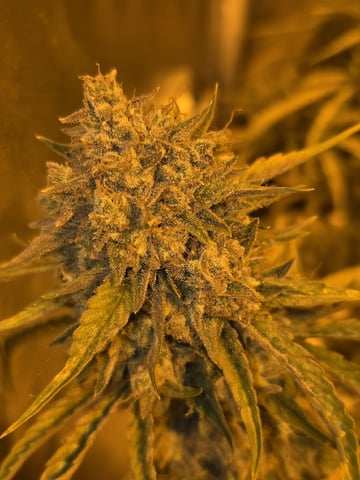 3rd Auto Grow — flower, day 111