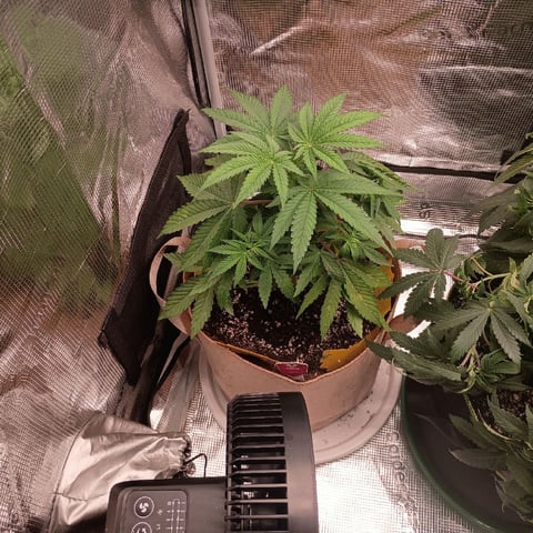 TentPlantLightFan — vegetative, day 52