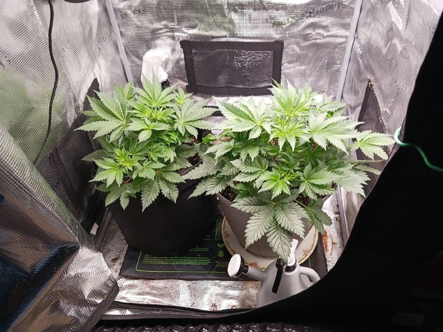 9lbhammer feminized  — flower, day 28