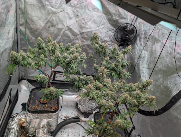 Black African Magic — flower, day 183