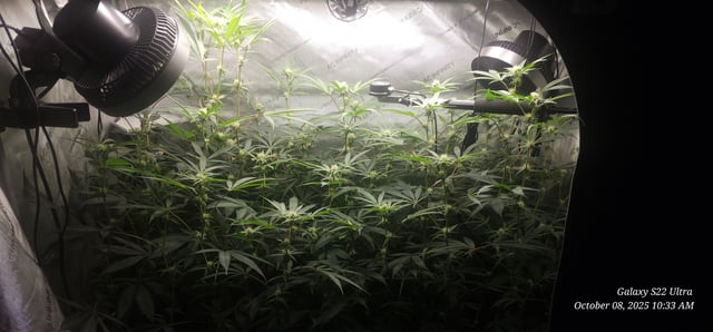 Prepare the clones! — flower, day 40