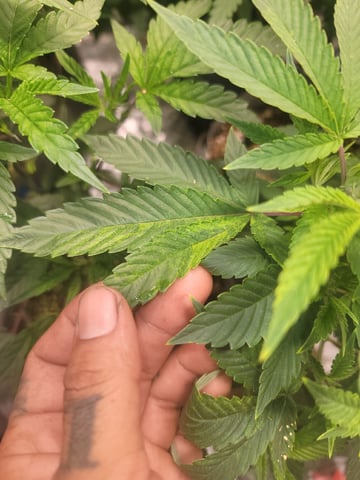 Ghetto Growing — grow_setup, day 25