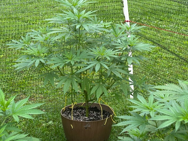 2026 Outdoor — vegetative, day 70