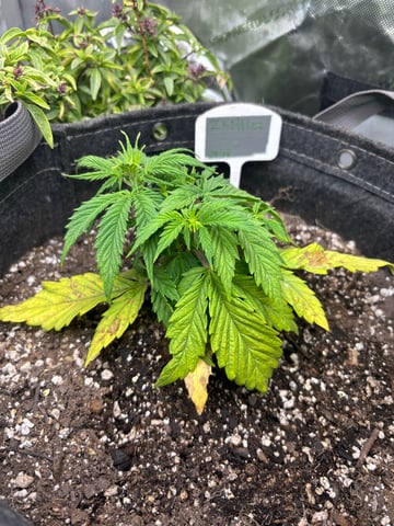 winter 25-26 — vegetative, day 20