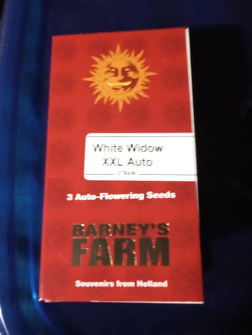 White Widow XXL Auto — germination, day 1