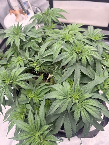 BloodMoon Gelato — flower, day 77