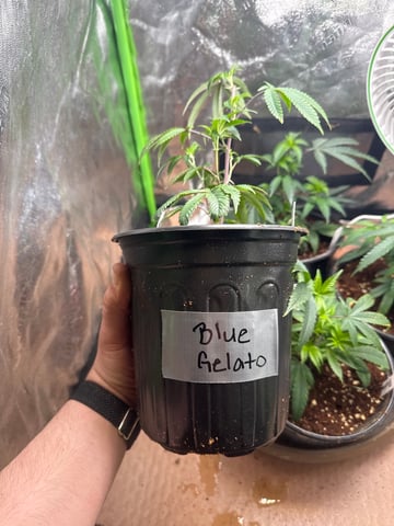 Second Indoor (all Clones) — vegetative, day 1