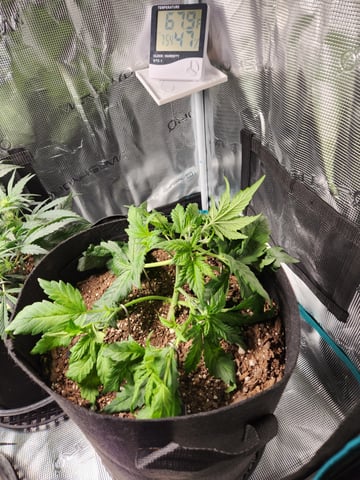 Autoflower grow. my first grow  — flower, day 41