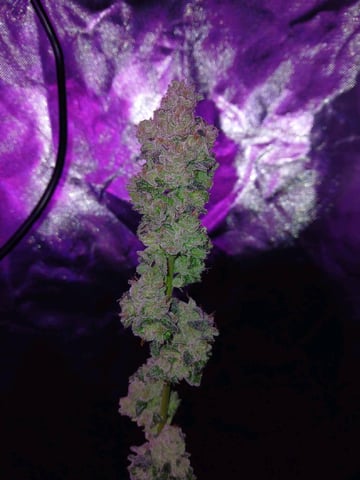 triangle kush  — flower, day 100