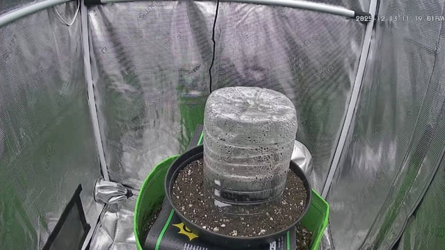 FastBuds Photo-Lemon Mandarin  — seedling_rooting, day 5