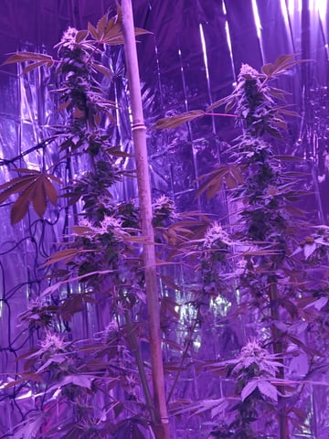 triangle kush  — flower, day 90