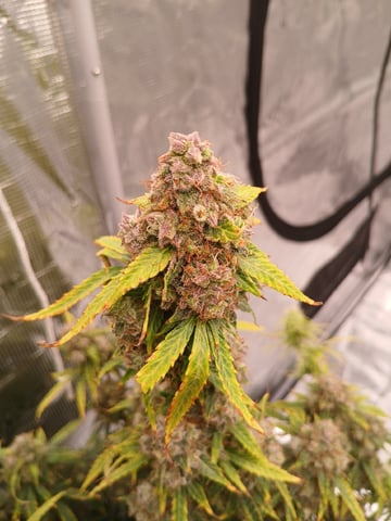 Cornucopia of Cannabis — harvest, day 32