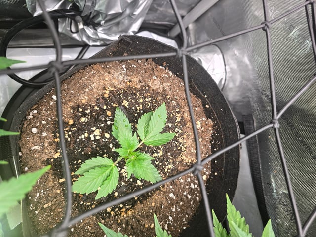 Purple Haze  — vegetative, day 45