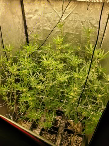 #3 — flower, day 42