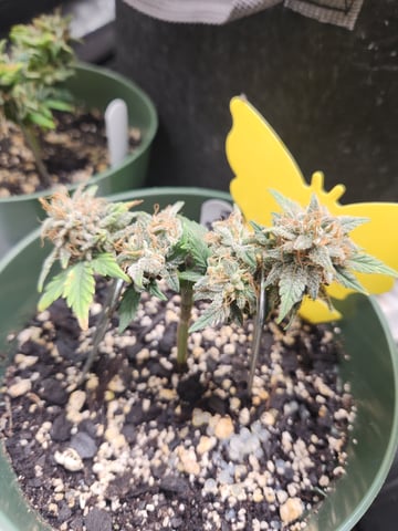 Mephisto Schoolyard Crush Grow-Pop tart OG and Apple Crush — flower, day 78