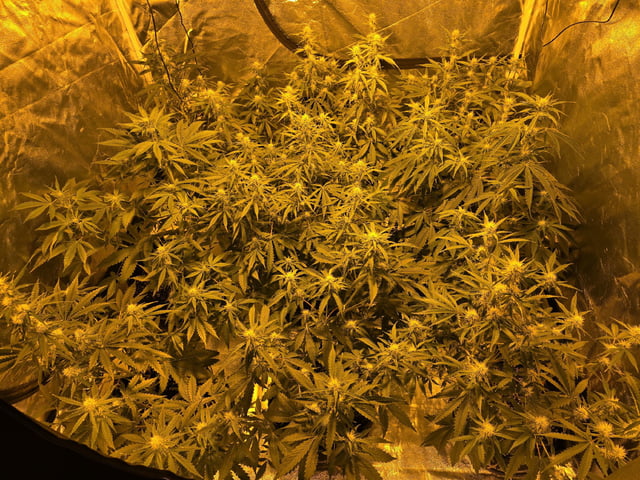 3rd Auto Grow — flower, day 66