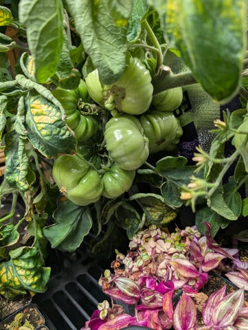 See what grows — vegetative, day 113