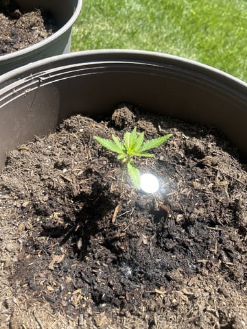 Tincture Trial — vegetative, day 22