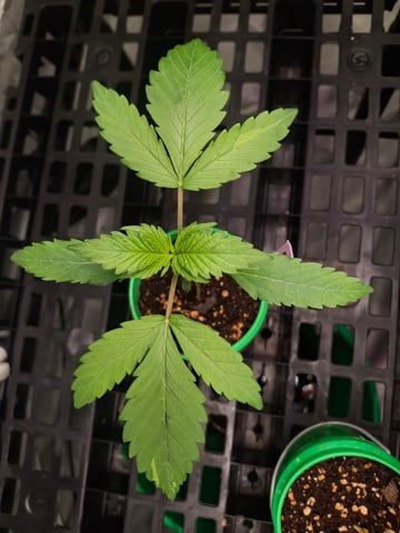 RQS Biscotti  — seedling_rooting, day 22