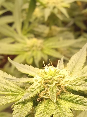 Blueberry critical kush x purple peyote wifi  and one L.a kush cake . — seedling_rooting, day 16