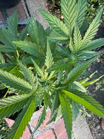 ice breaker 1 and 2  — flower, day 36