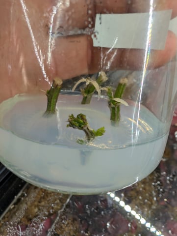 Plant in a test tube — seedling_rooting, day 101