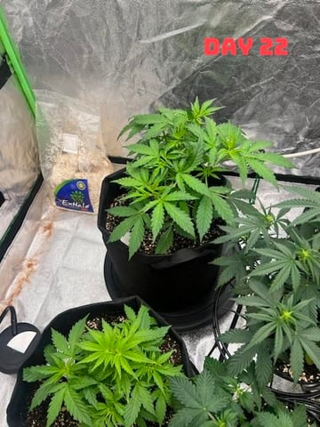 Strawberry Cheesecake Seedsman Seeds Autoflowers x2 — seedling_rooting, day 25