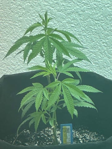 chem#4 — vegetative, day 6