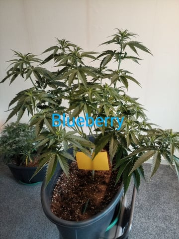 mr — vegetative, day 54